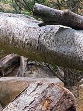 那須どうぶつ王国に投稿された画像（2022/5/15）