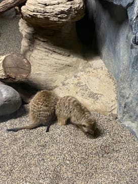 那須どうぶつ王国に投稿された画像（2022/5/15）