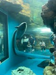 しながわ水族館に投稿された画像（2022/5/15）