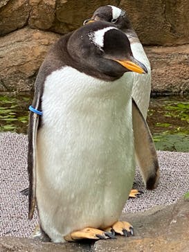 那須どうぶつ王国に投稿された画像（2022/5/15）