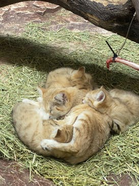 那須どうぶつ王国に投稿された画像（2022/5/15）