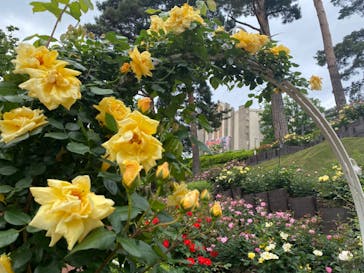 西武園ゆうえんちに投稿された画像（2022/5/15）