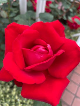 西武園ゆうえんちに投稿された画像（2022/5/15）