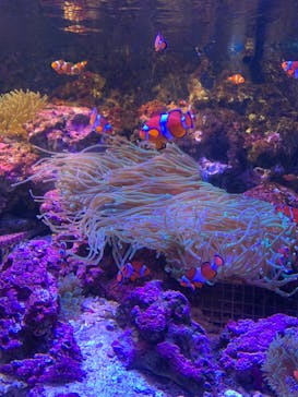 しながわ水族館に投稿された画像（2022/5/15）