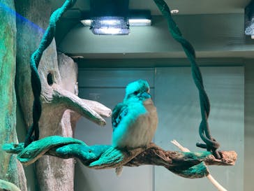 カワスイ 川崎⽔族館に投稿された画像（2022/5/15）