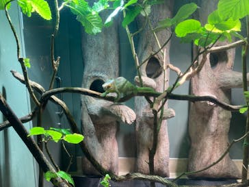 カワスイ 川崎⽔族館に投稿された画像（2022/5/15）