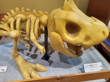 国立科学博物館　特別企画展「ポケモン化石博物館」に投稿された画像（2022/5/15）