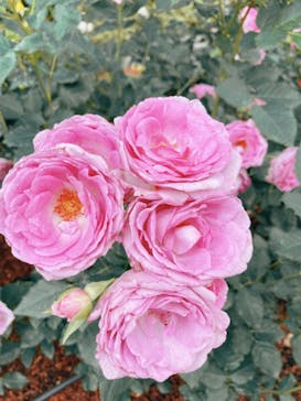 西武園ゆうえんちに投稿された画像（2022/5/15）