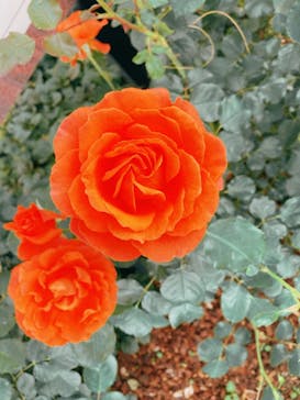 西武園ゆうえんちに投稿された画像（2022/5/15）