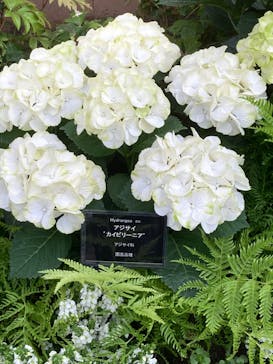 安城産業文化公園デンパークに投稿された画像（2022/5/15）