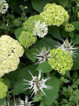 安城産業文化公園デンパークに投稿された画像（2022/5/15）