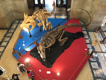 国立科学博物館　特別企画展「ポケモン化石博物館」に投稿された画像（2022/5/15）