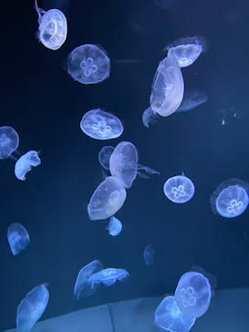 サンシャイン水族館に投稿された画像（2022/5/15）