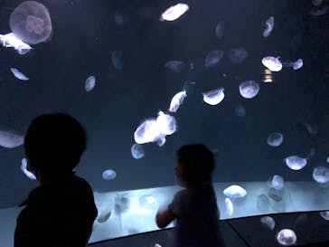 サンシャイン水族館に投稿された画像（2022/5/15）