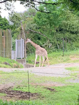 天王寺動物園に投稿された画像（2022/5/15）