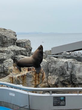 大分マリーンパレス水族館 「うみたまご」に投稿された画像（2022/5/15）
