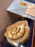 国立科学博物館　特別企画展「ポケモン化石博物館」に投稿された画像（2022/5/15）