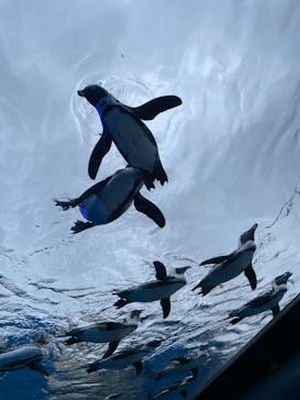 サンシャイン水族館に投稿された画像（2022/5/15）