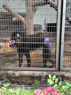 天王寺動物園に投稿された画像（2022/5/15）