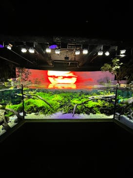 カワスイ 川崎⽔族館に投稿された画像（2022/5/15）