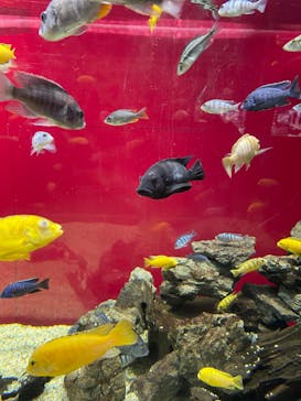 カワスイ 川崎⽔族館に投稿された画像（2022/5/15）