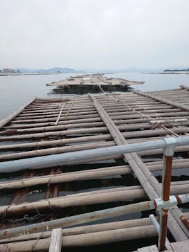 島田水産　かき小屋に投稿された画像（2022/5/15）