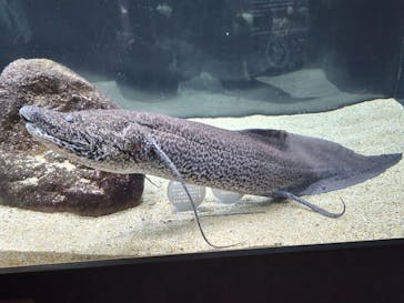 カワスイ 川崎⽔族館に投稿された画像（2022/5/15）