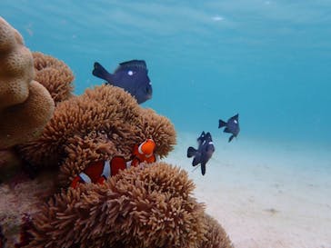 宮古島 ADVENTURE PiPi（ミヤコジマ アドベンチャー ピピ）に投稿された画像（2022/5/15）