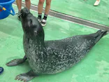 ゼロ距離水族館 伊勢シーパラダイスに投稿された画像（2022/5/15）