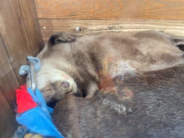 大分マリーンパレス水族館 「うみたまご」に投稿された画像（2022/5/15）