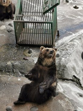 のぼりべつクマ牧場に投稿された画像（2022/5/15）