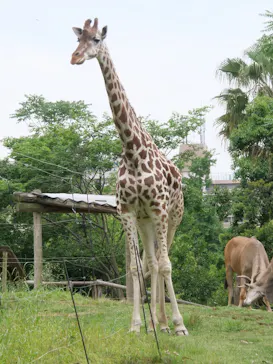 天王寺動物園に投稿された画像（2022/5/15）