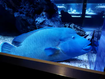 すみだ水族館に投稿された画像（2022/5/15）