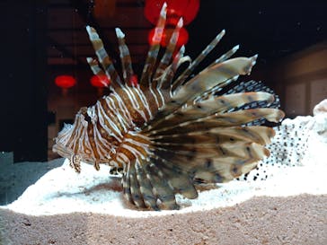 横浜開運水族館 フォーチュンアクアリウムに投稿された画像（2022/5/15）