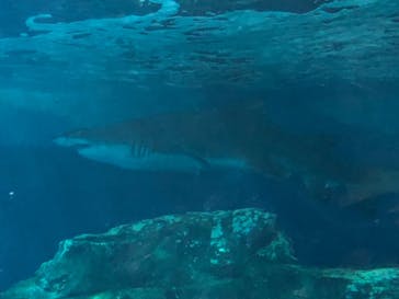 しながわ水族館に投稿された画像（2022/5/15）