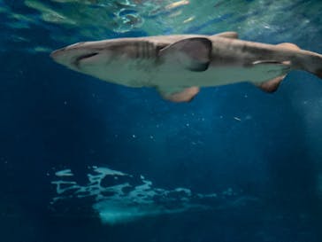 アクアワールド茨城県大洗水族館に投稿された画像（2022/5/15）