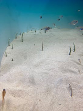 アクアワールド茨城県大洗水族館に投稿された画像（2022/5/15）