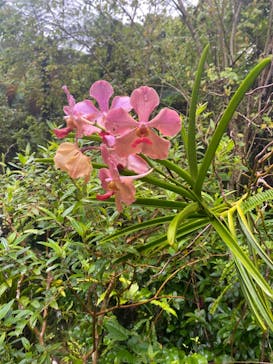 御菓子御殿　名護店　やんばる亜熱帯の森DINO恐竜PARKに投稿された画像（2022/5/15）