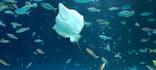 サンシャイン水族館に投稿された画像（2022/5/15）