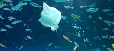 サンシャイン水族館に投稿された画像（2022/5/15）