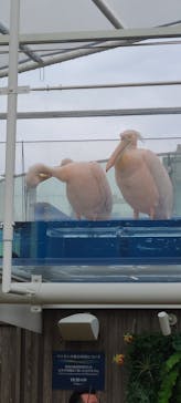 サンシャイン水族館に投稿された画像（2022/5/15）