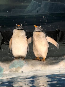 名古屋港水族館に投稿された画像（2022/5/15）