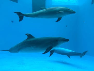 名古屋港水族館に投稿された画像（2022/5/15）