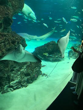 サンシャイン水族館に投稿された画像（2022/5/15）