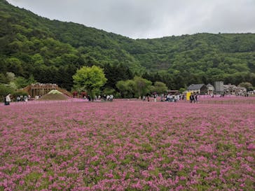 富士芝桜まつり(富士本栖湖リゾート)に投稿された画像（2022/5/15）