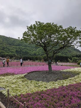 富士芝桜まつり(富士本栖湖リゾート)に投稿された画像（2022/5/15）