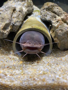 カワスイ 川崎⽔族館に投稿された画像（2022/5/15）