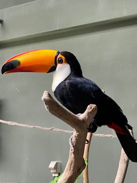 カワスイ 川崎⽔族館に投稿された画像（2022/5/15）