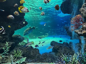 サンシャイン水族館に投稿された画像（2022/5/16）