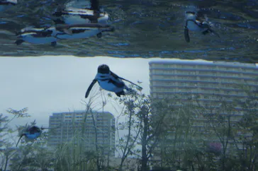 サンシャイン水族館に投稿された画像（2022/5/16）
